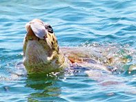 photo: feeded turtle
